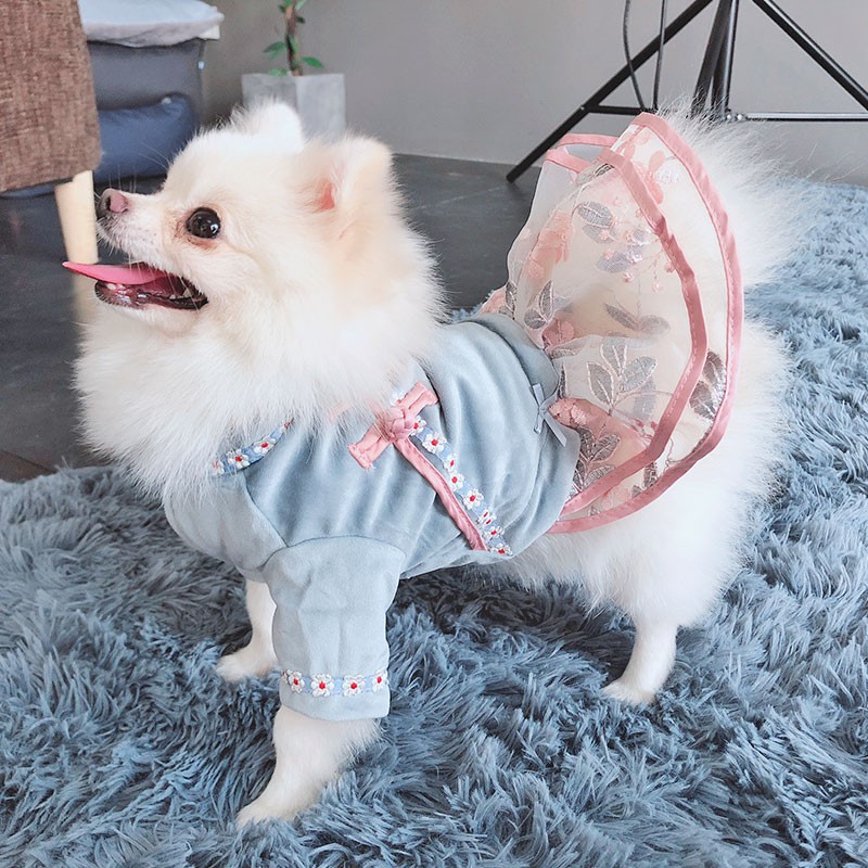 pomeranian in clothes