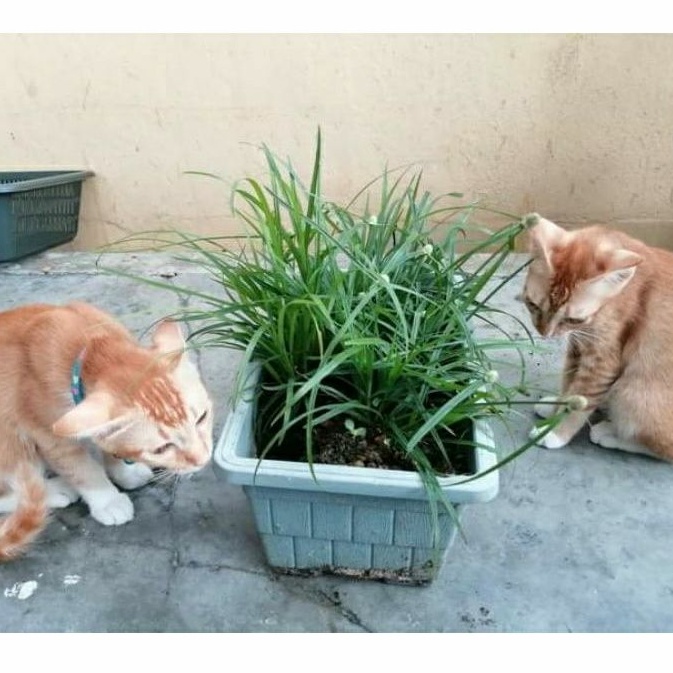 Buy Rumput Kucing/Catgrass/Wheetgrass/Rumput Pendul  SeeTracker 