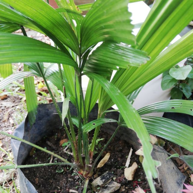 Pokok Palas Pokok Daun Ketupat Pulut Shopee Malaysia