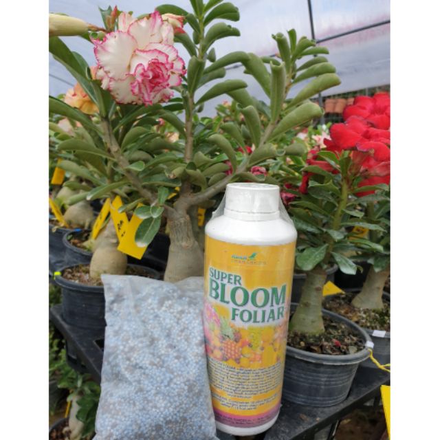 Set Baja Adenium Rajin Berbunga Super Bloom Foliar Super Bloom Shopee Malaysia