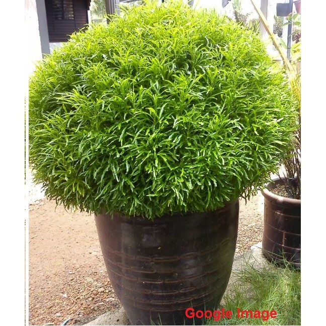 Anak Pokok Tong Emas Euodia Cultivar Rutaceae Aralia Golden Ball Real Live Plants Polyscias With Polybag 一桶金 Shopee Malaysia