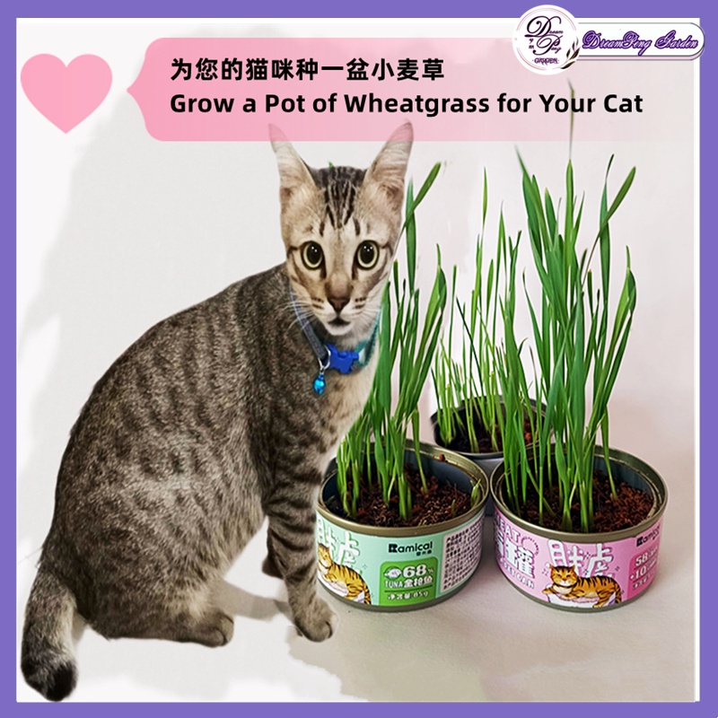 R S现货 Cat Grass Planting Soil Set To Remove Hair Ball Cat Grass Wheat Grass Seeds 猫草种子种植土套装去毛球猫草小麦草种子rumput Kucing Biji Shopee Malaysia