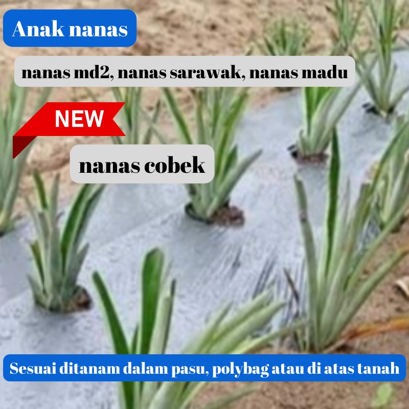 Anak Nanas Sulur Nanas Md2 Sarawak Cobek Dan Madu Untuk Tanam