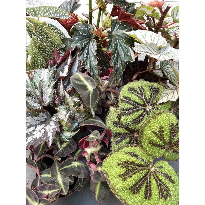 ?PLM? Begonia Sumatra, Masoniana, Listada, Serratipelata, Benigo Pink,  Iron Cross, Rex Begonia, Cane Begonia | Shopee Malaysia