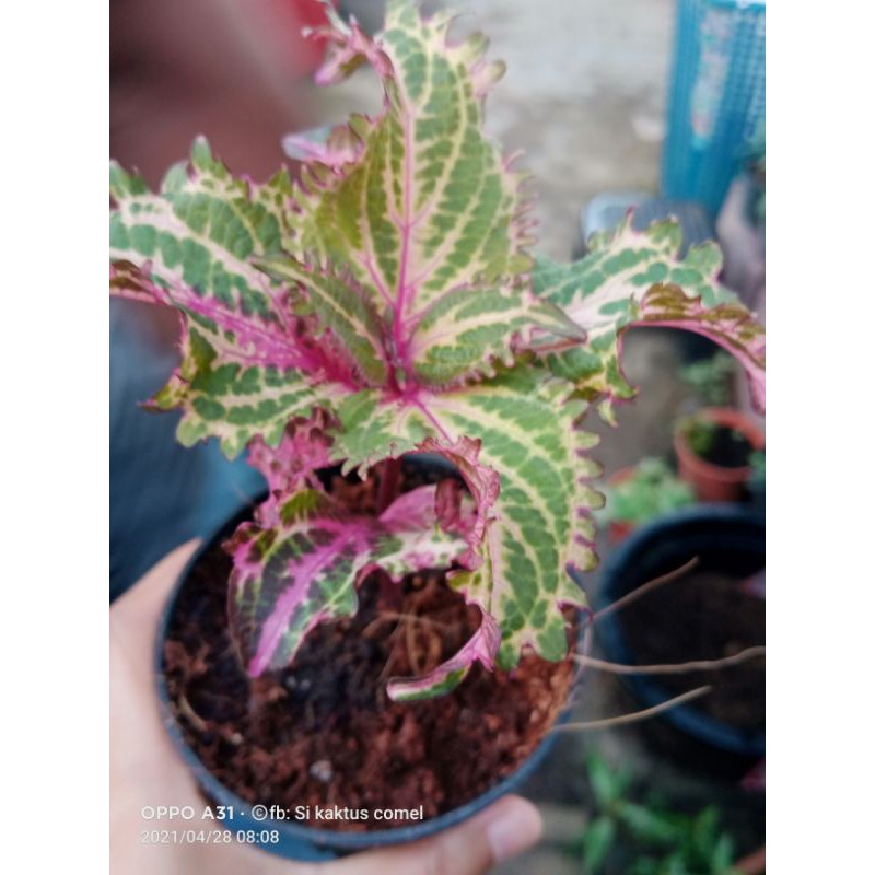 Buy Pokok Ati Ati Bidadari Very Limited Stock Seetracker Malaysia