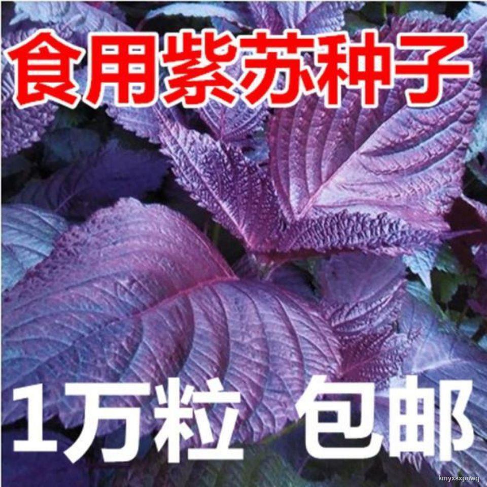 Vegetable Seeds 红紫苏种子紫叶苏调味料四季播种特菜野菜种高产易种蔬菜种子包邮8 21 Shopee Malaysia