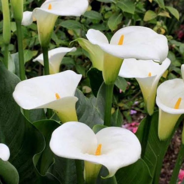 100pcs termurah benih bibit biji bunga yellow calla lily 100pcs termurah benih bibit biji bunga yellow calla lily