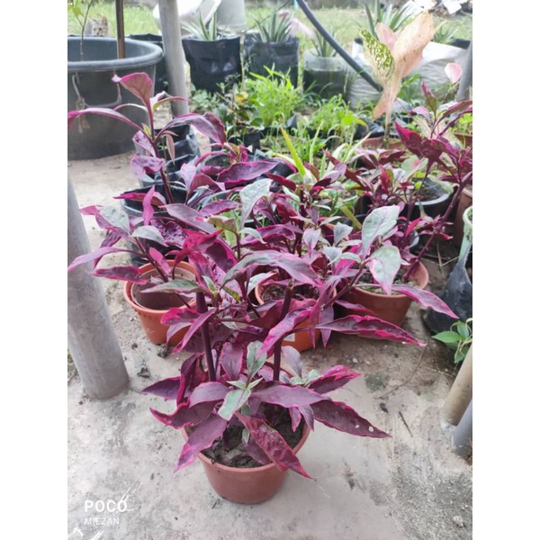 Pokok Bungan Bayam Merah Shopee Malaysia