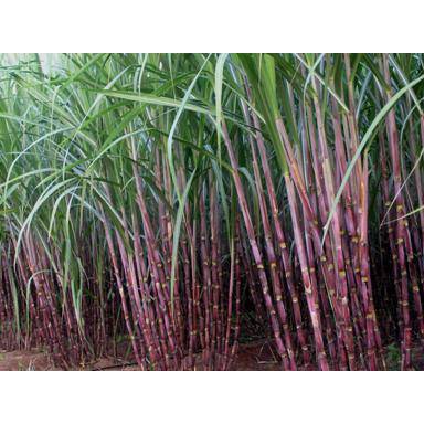 Buy Benih Tebu Hitam Tebu Gula Manis Asli 10batang Rm3 1kg Seetracker Malaysia