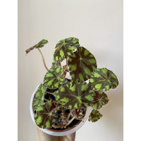 Nurseriedora Begonia Tiger Paws Indoor Plant Shopee Malaysia