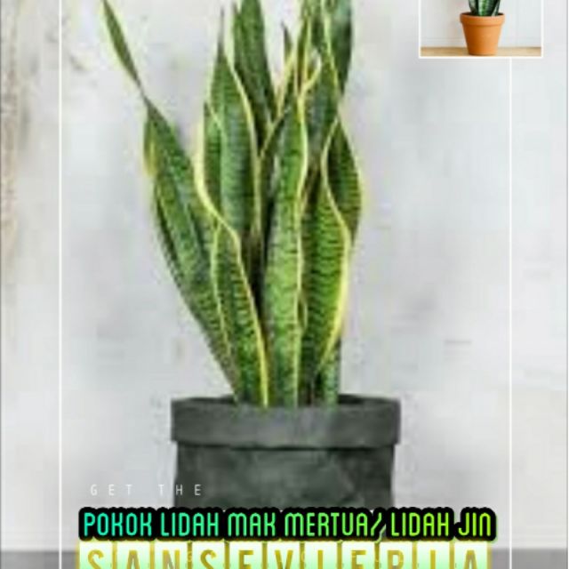 Pokok Lidah Mak Mertua / Lidah Jin | Shopee Malaysia
