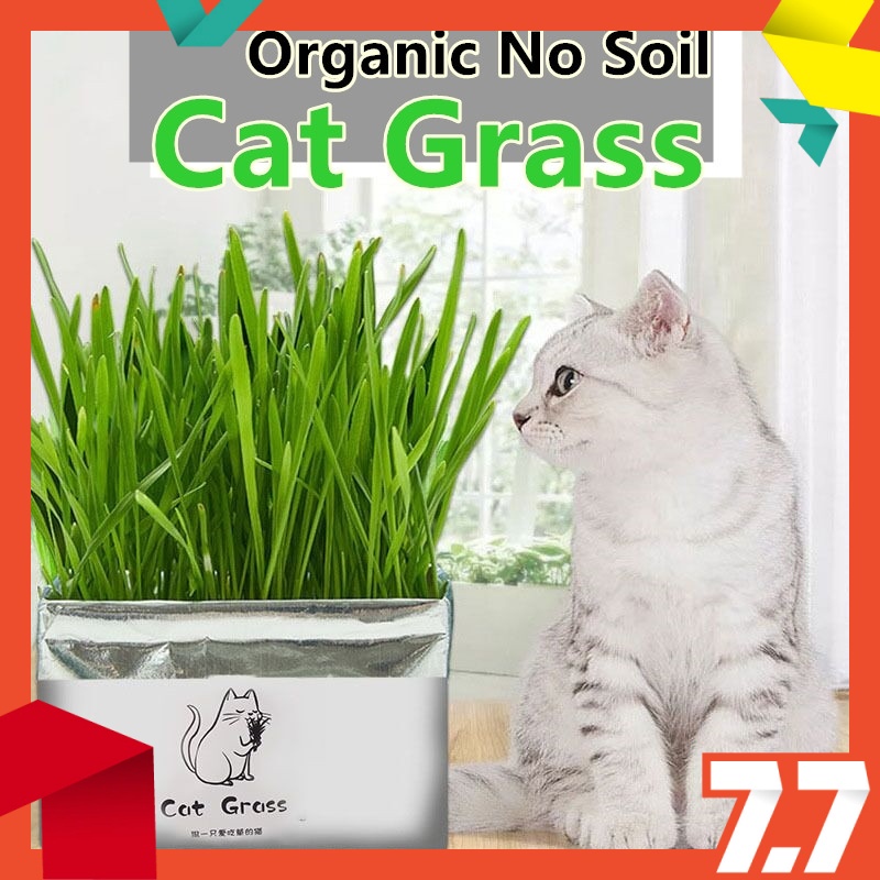 Buy READY STOCK Japanese Organic Natural Cat Grass Seeds No Soil 