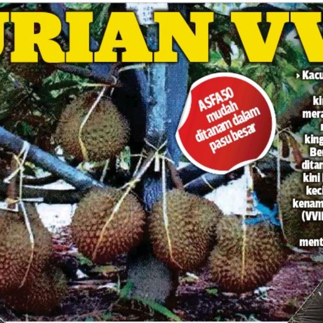 Durian Asfa 50 Vvip Premium Gabungan 4baka Durian Terbaik 2kaki Mthg Shopee Malaysia