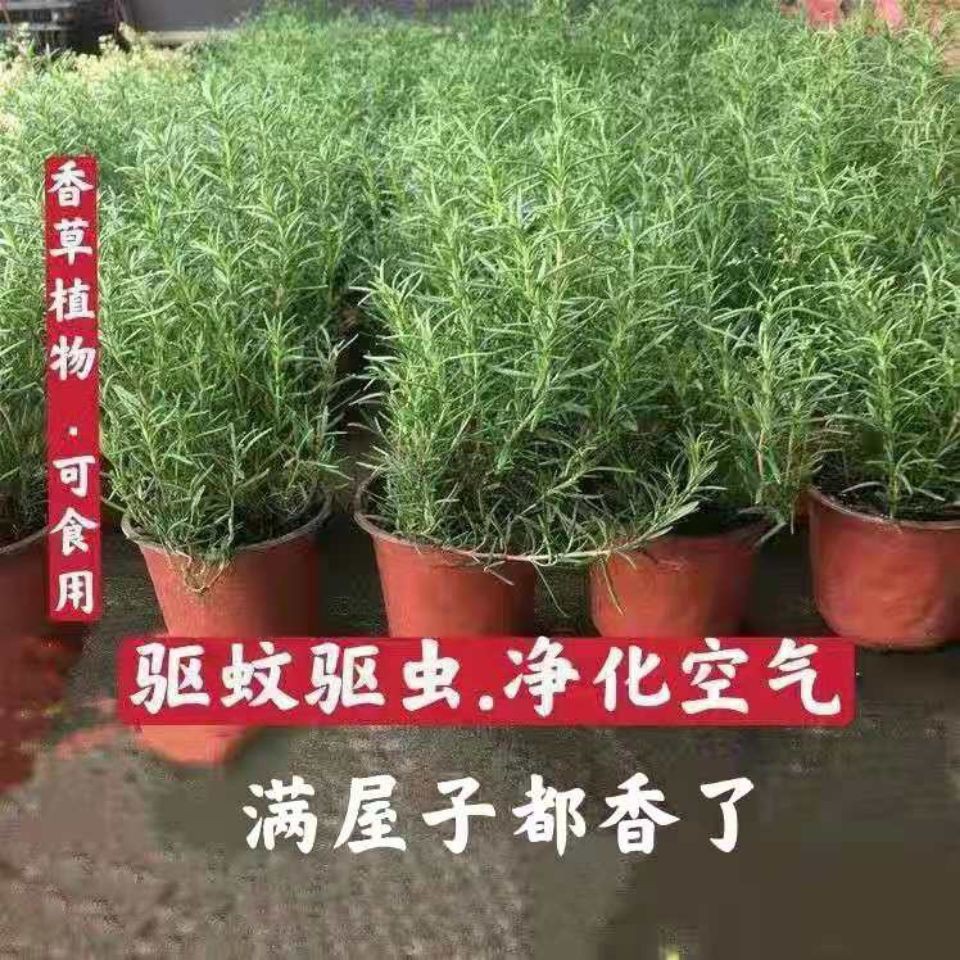 盆栽驱蚊驱虫potted Plant Repellent Insect Repellent 迷迭香盆栽花卉新鲜食用四季常青室内植物净化空气绿植防蚊驱蚊草