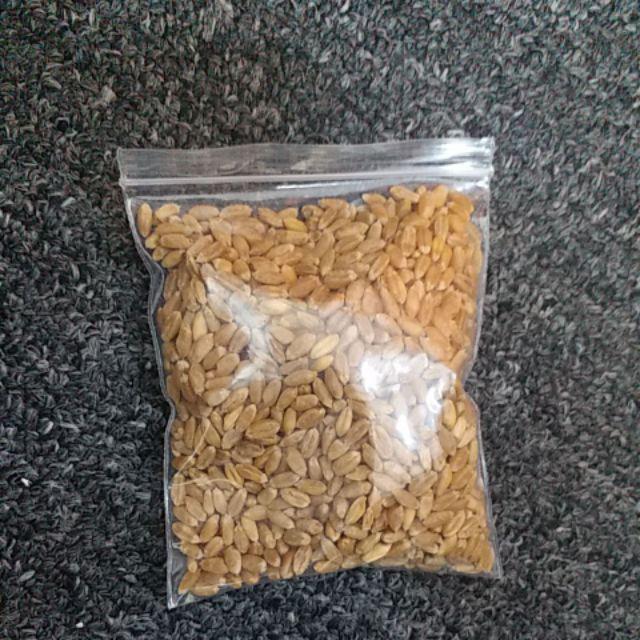 Biji Benih Rumput Kucing - 60 gram  Shopee Malaysia