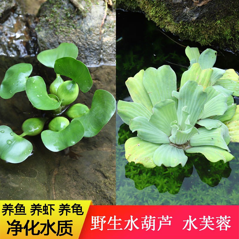 Water Hyacinth Water Hibiscus Duckweed Plant Floating Aquatic Plants Hydropo水葫芦水芙蓉浮萍植物浮性水草水培绿植室内花水养四季龟鱼缸造景4 17 Shopee Malaysia