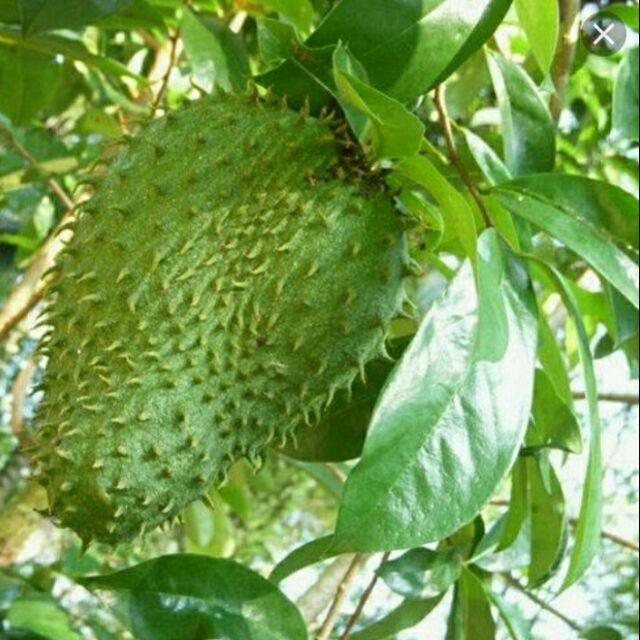 BEST BUY! ANAK POKOK DURIAN BELANDA (SOURSOP ...