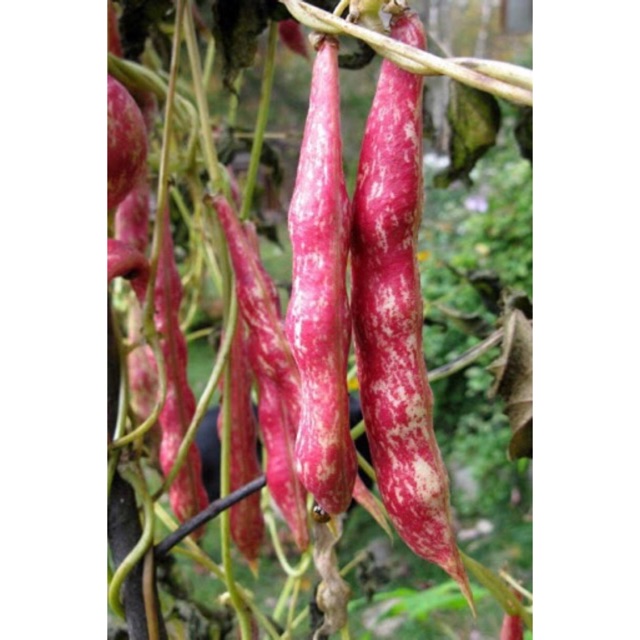 5pcs seeds Buncis Batik pink BUNCIS MERAH warna pun sgt cantik