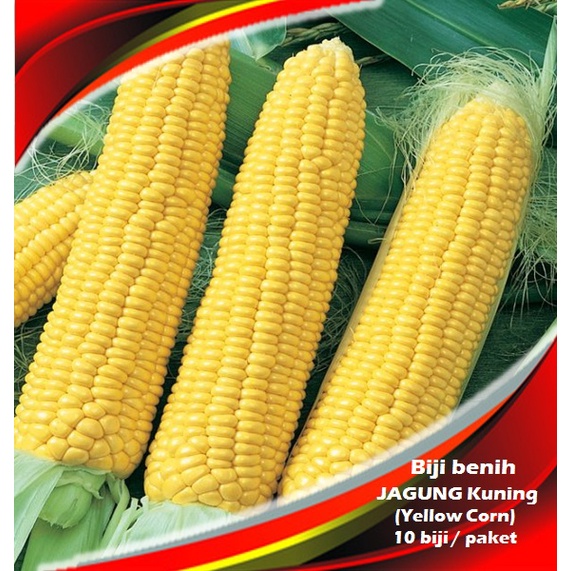 Biji Benih JAGUNG Kuning (harga ekonomi) / Yellow Corn seeds 