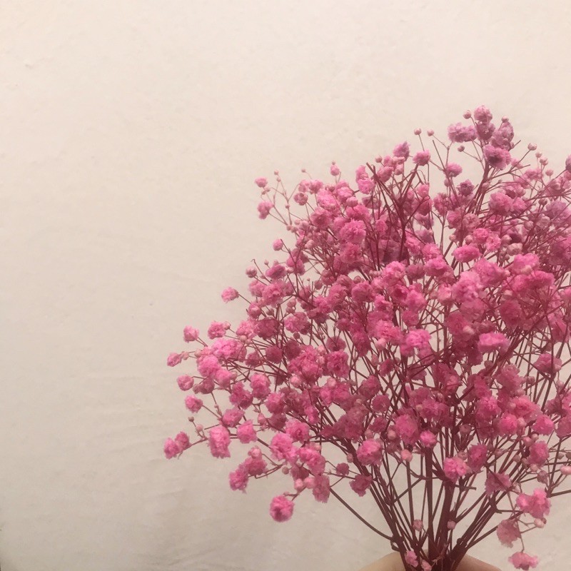 Preserved Baby Breath Flower 满天星花 Shopee Malaysia