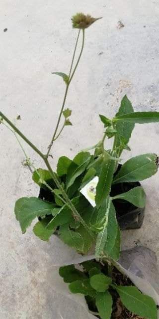 紫花 白花地胆头elephantopus Scaber Purple Shopee Malaysia