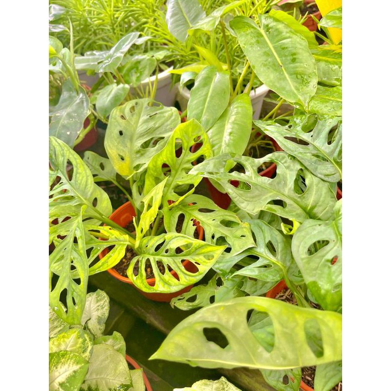 Monstera Adansonii / Swiss Cheese Plant Shopee Malaysia
