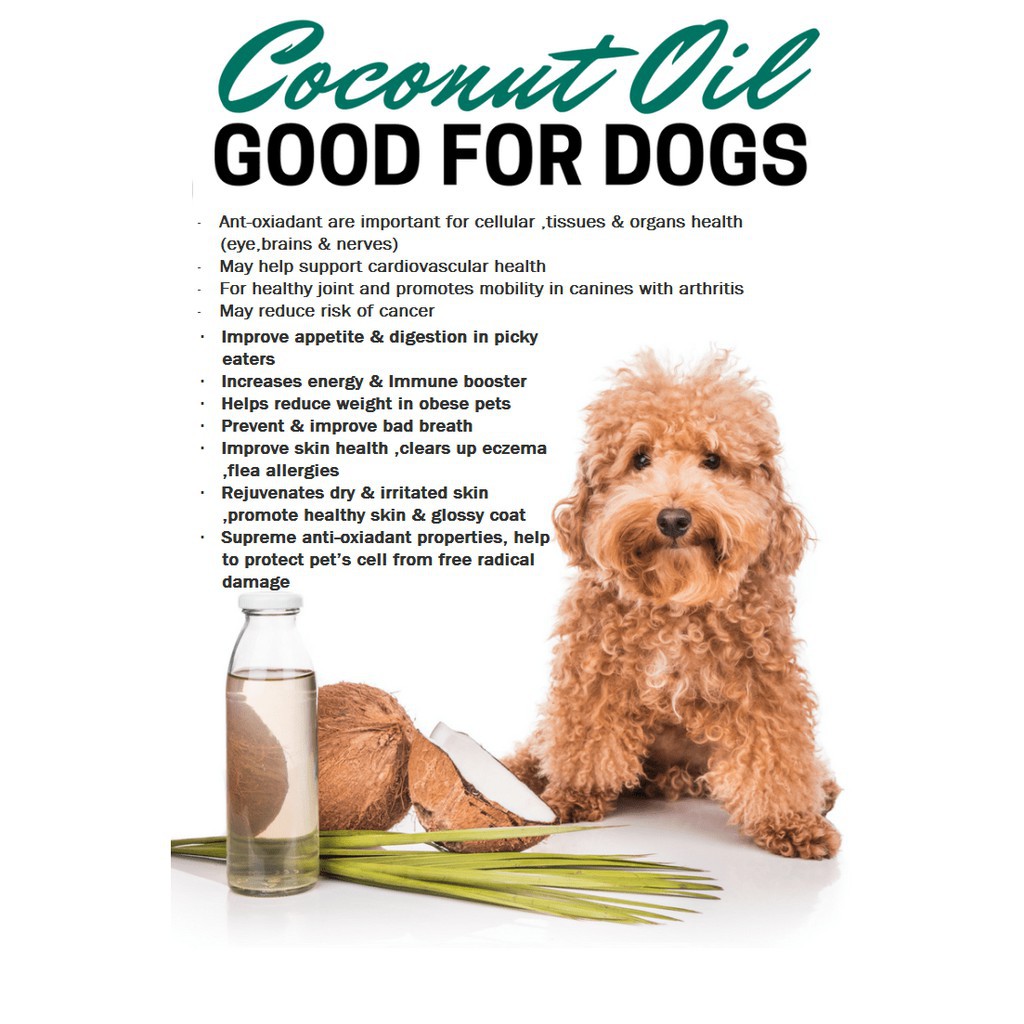 is coconut oil good for dogs with cancer