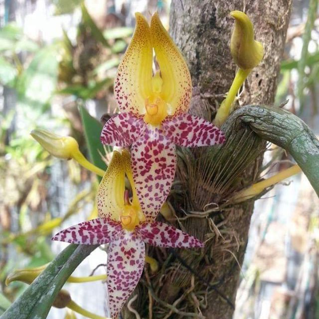 Bulbophyllum Macranthum Bulbophyllum Species Orkid Hutan