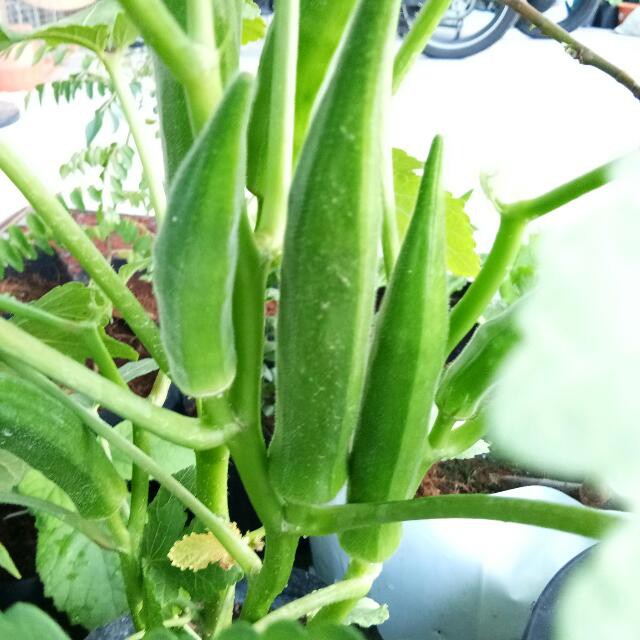 Pokok Bendi Hybrid dalam polybag / LADY’S FINGER / pokok kacang bendi ...