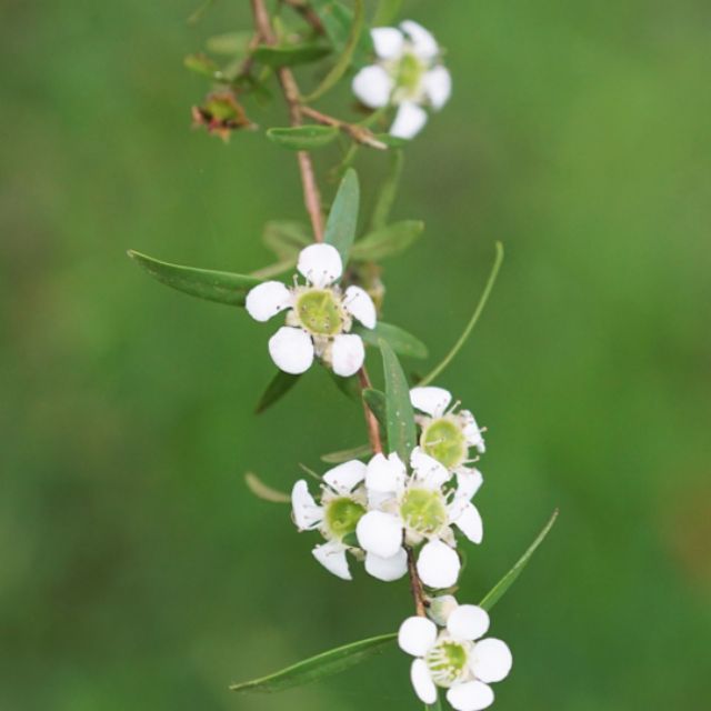 Leptospermum Polygalifolium Pokok Serai Kayu Wangi Gelam Bukit Cina Maki China Maki Shopee Malaysia