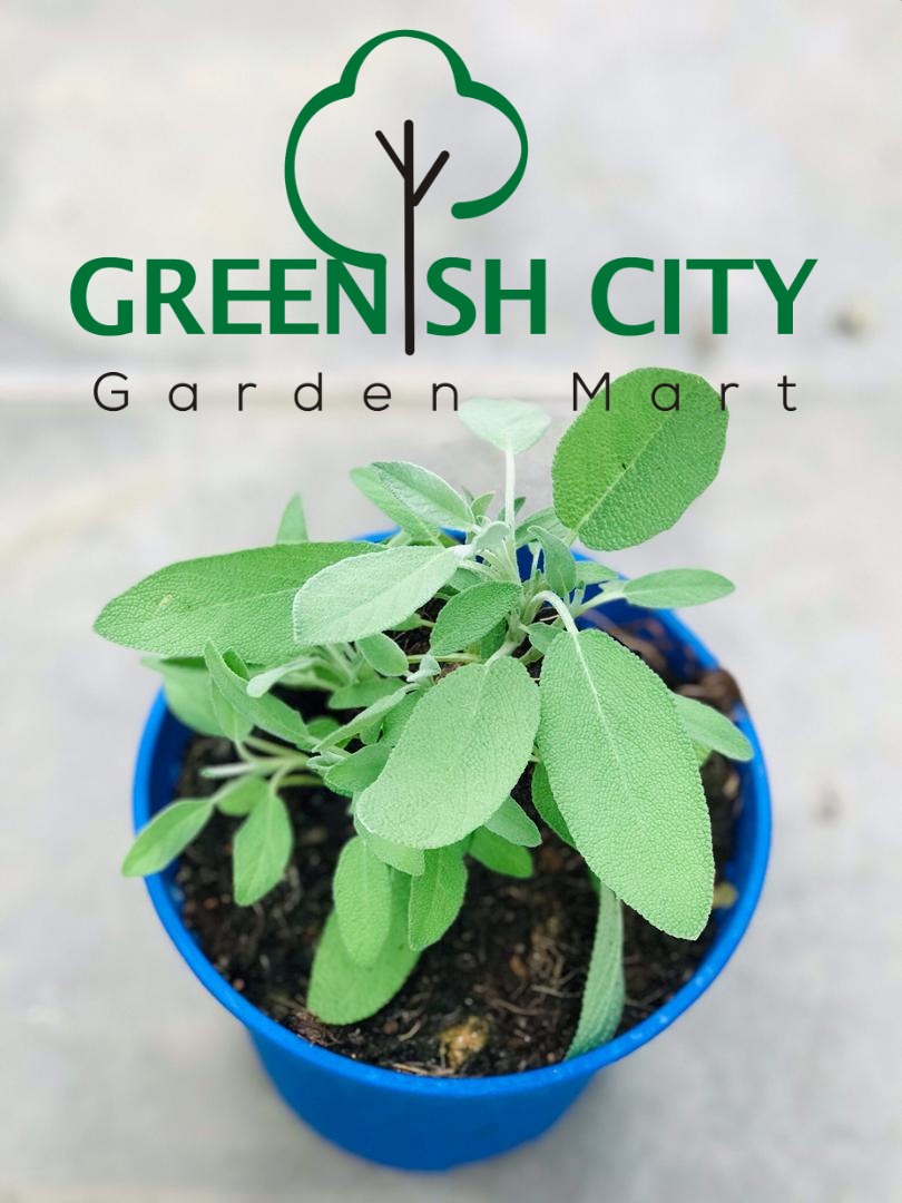 Gnc Common Sage Herb Plant Herbs Pokok Herba 鼠尾草 Shopee Malaysia