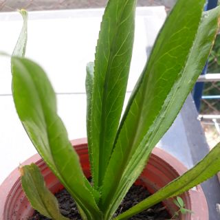 Pokok Tomyam salah satu pokok herba Malaysia yang menjadi herba