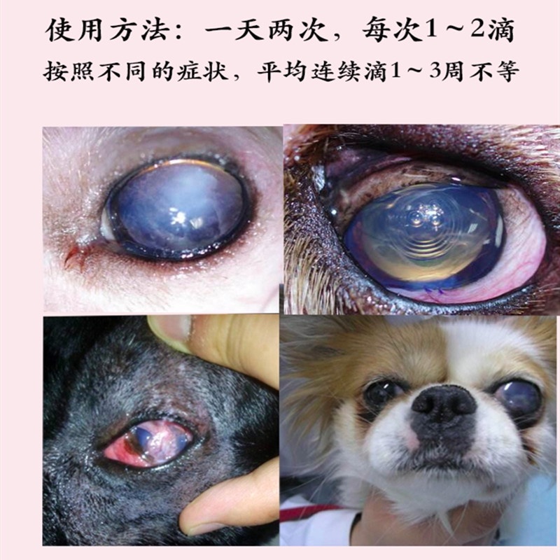 can cataracts kill a dog