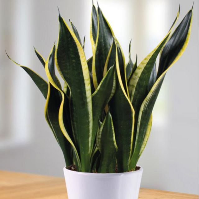 Pokok Lidah Mentua Lidah Jin Snake Plant Shopee Malaysia