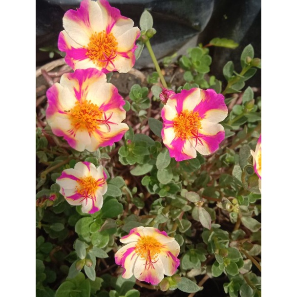 Rose Jepun Duna terdapat banyak variasi warna yg cantik, 1 set 5 keratan