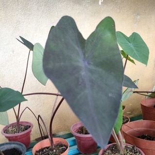 Colocasia Midori Sour Back Marble Madeira Shopee Malaysia