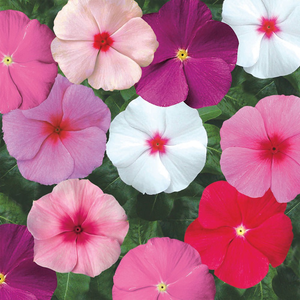 VINCA MIXED SEEDS BENIH BUNGA KEMUNTING CINA Shopee Malaysia VINCA MIXED SEEDS BENIH BUNGA KEMUNTING CINA Shopee Malaysia