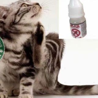 Hot Item ubat Kutu Earmites Hama untuk kucing  Shopee 