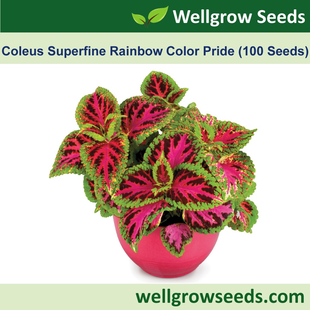 Coleus Superfine Rainbow Color Pride 彩叶草：超细彩虹系列（骄傲的） (100 seeds) Biji Benih Bunga Ati-ati Flower Seeds Wellgrow Seeds