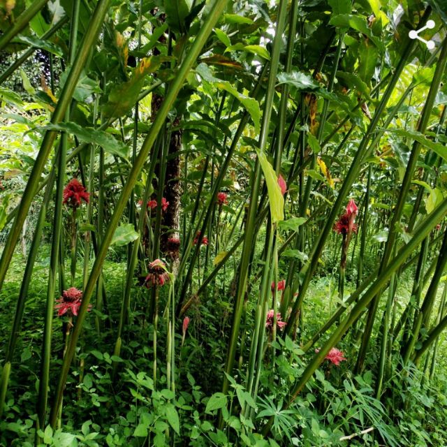 Benih bunga kantan pokok dh ada akar dan99 akan hidup 