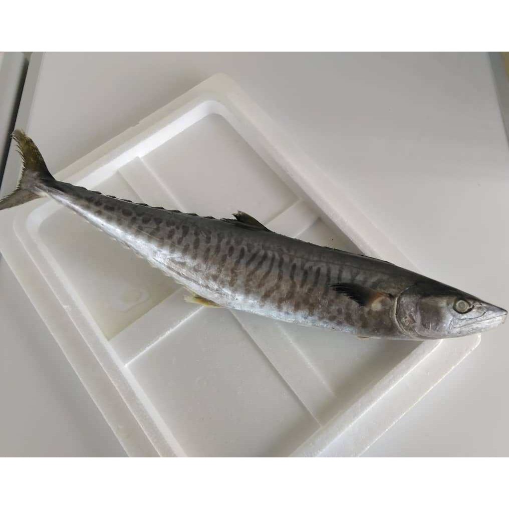 Ikan Tenggiri Batang Narrow Barred Spanish Mackerel Premium Normal Shopee Malaysia