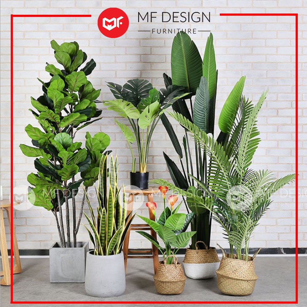 (READY STOCK) MF DESIGN Pokok Hiasan Banana Skybird Monstera Fiddle Fig