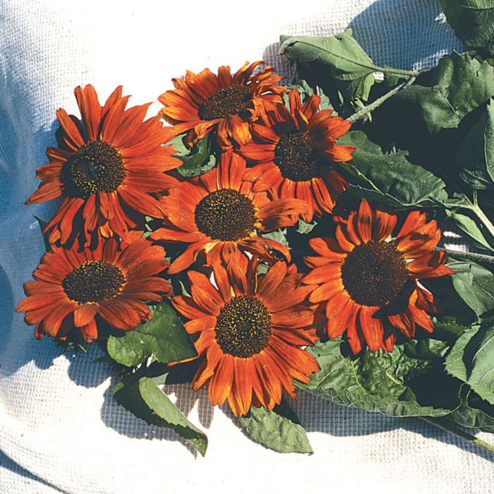 BIJI BENIH BUNGA MATAHARI VELVET  QUEEN SUNFLOWER VELVET  