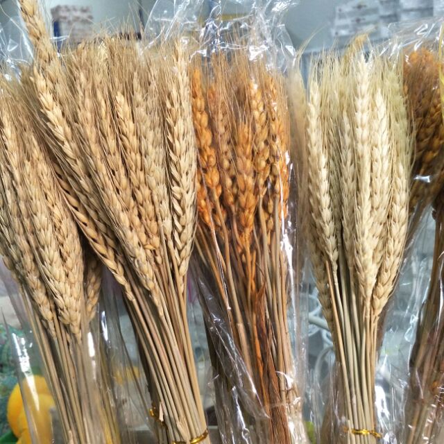 Batang gandum jagung for home decoration Shopee Malaysia Batang gandum jagung for home decoration Shopee Malaysia