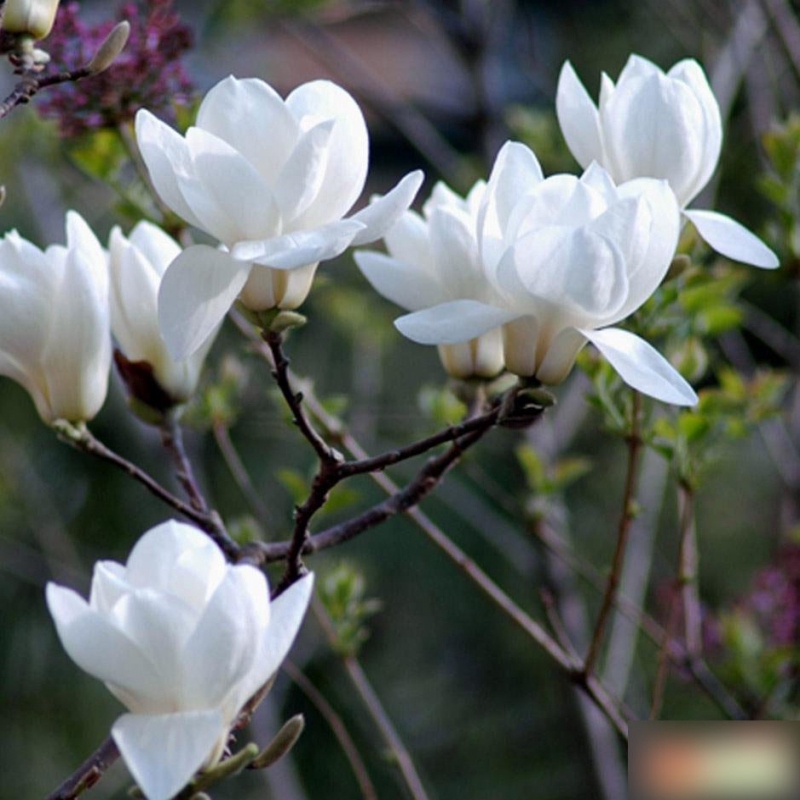 Ready Stock Fragnant Magnolia  Flower Seeds Benih Bunga  