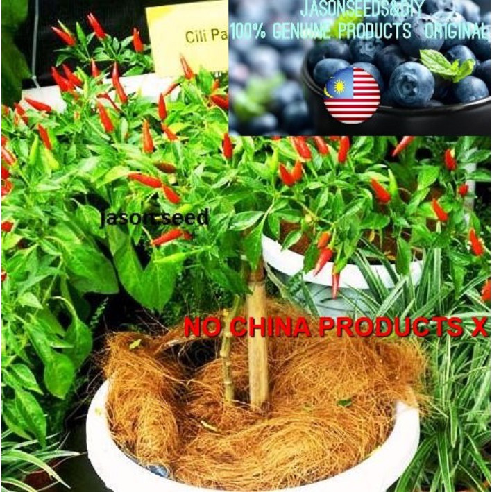 Seeds Biji Benih Cili Padi Pedas Shopee Malaysia