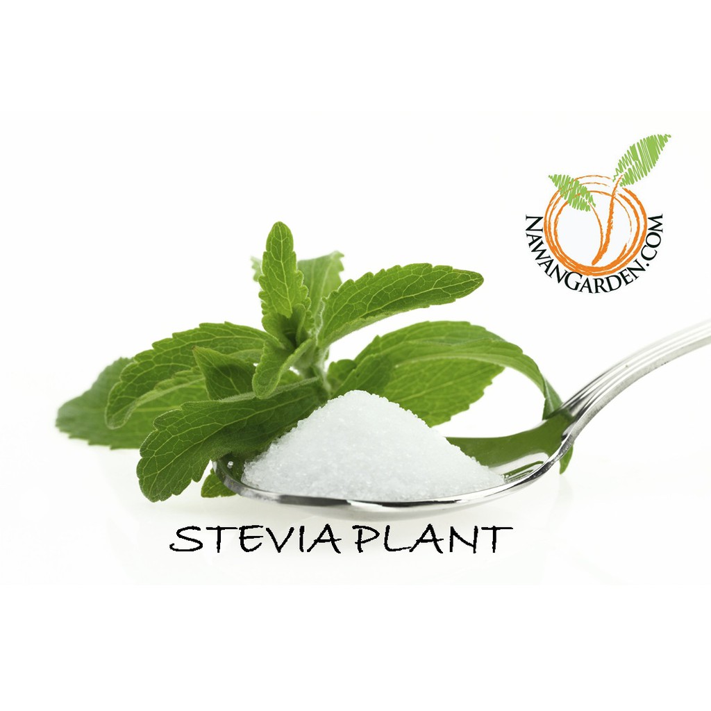 [Herbs] STEVIA Herb Plant Potted Organic/Live Plants/Pokok Herba STEVIA Shopee Malaysia