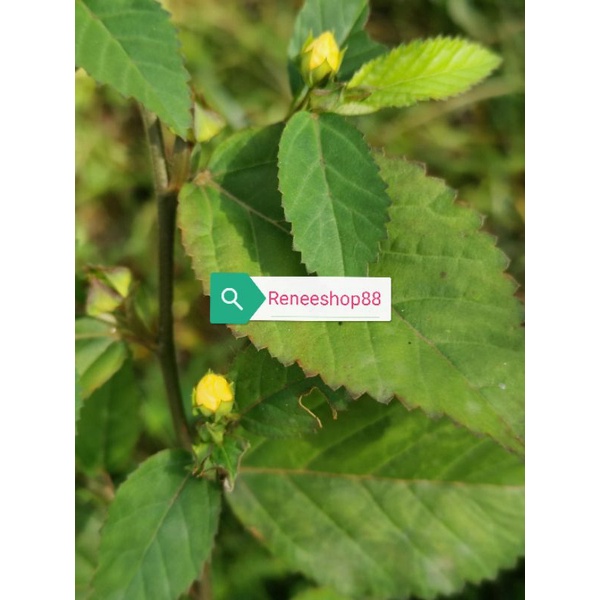 Buy Sida Rhombifolia Sidaguri 黄花母 Seetracker Malaysia