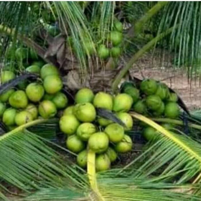 Anak Pokok Kelapa Matag  Gred 1 Import Thailand Shopee 