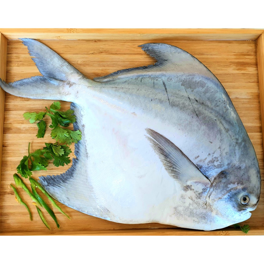 Fresho White Pomfret Small Whole Cleaned, Preservative Free, 1016 Pcs